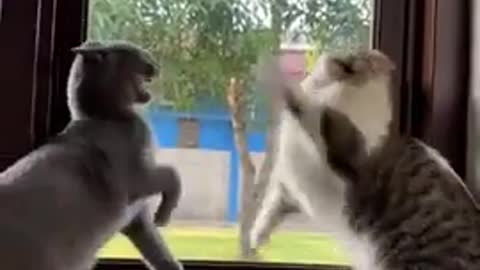 Funniest Animals - Best Of The 2021 Funny Animal Videos