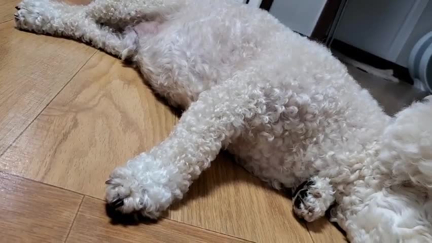 a lying poodle