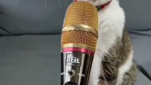 Singing cat. She sings better than Beyonce.