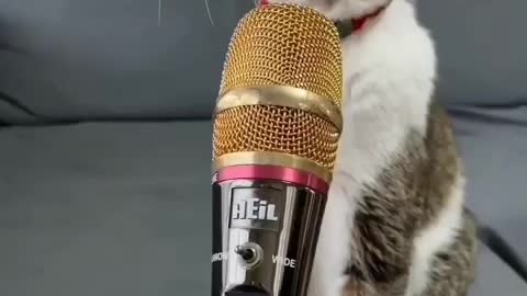 Singing cat. She sings better than Beyonce.