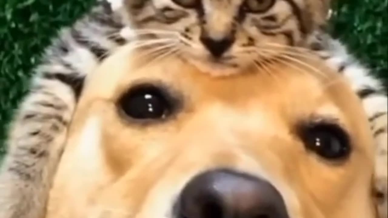 Funny video dogs and cats