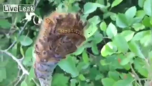 The creepiness that is the caterpillar swarm!