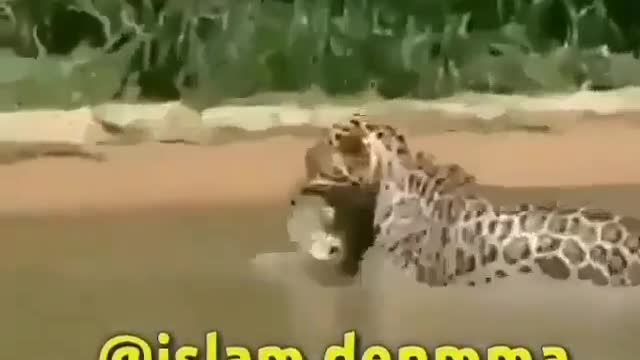 This is a beautiful and charming water-dwelling species