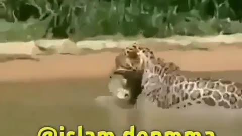 This is a beautiful and charming water-dwelling species