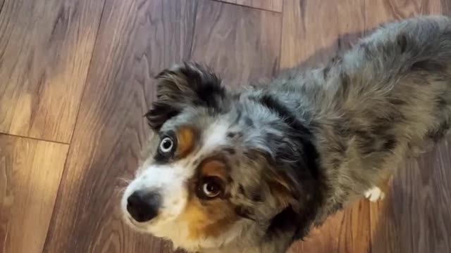 Boy slides dog on ground