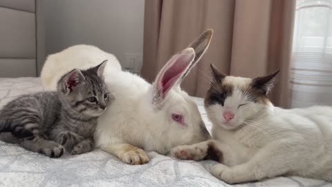 Cute Rabbit made friends with Cats 2022