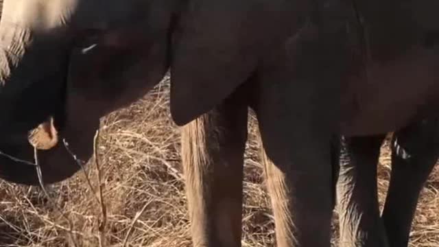 Elephant with baby