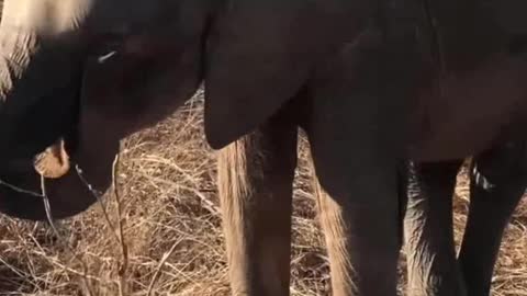 Elephant with baby