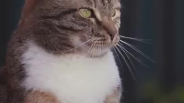 Cat Videos funny