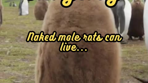 Animal Facts Naked Mole Rat Longevity #shorts