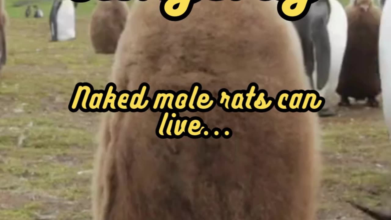 Animal Facts Naked Mole Rat Longevity #shorts