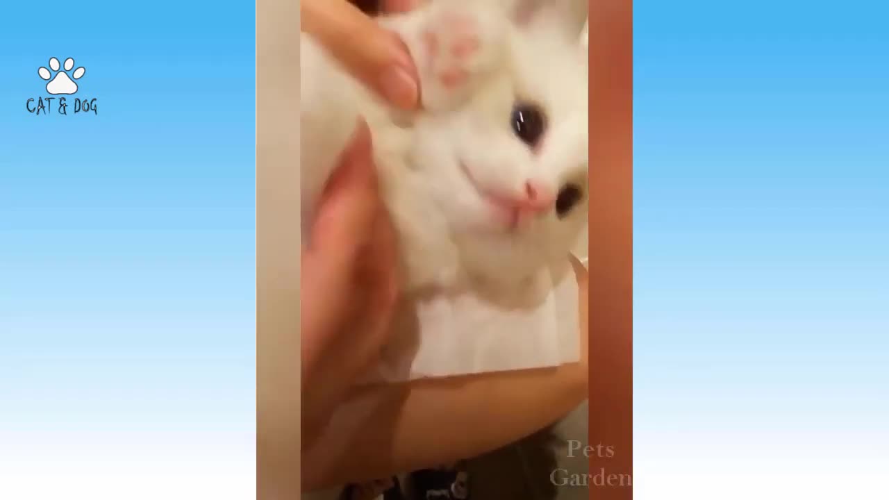 What these cute beautiful cats