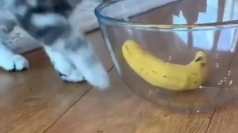 cat playing with bowl