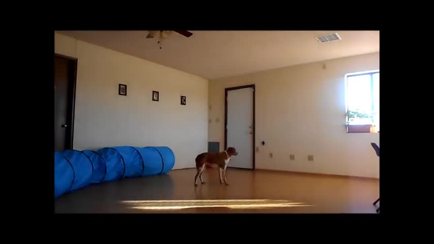 Dogs Brain Training Technic 2021