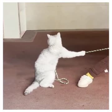 "Sweet Smiles: A Heartwarming Tale of the Cute Participant"