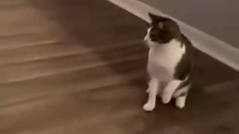 Watch the pets and their beauty 😍 😘