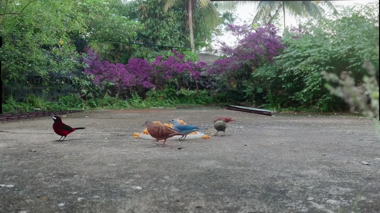 A Day of Birding from Leche y Honey