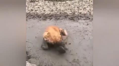 Funny animals videos 4