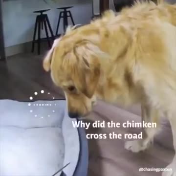 Funny Cute Golden Retriever Falls Asleep