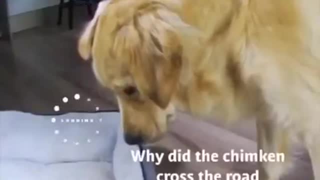 Funny Cute Golden Retriever Falls Asleep