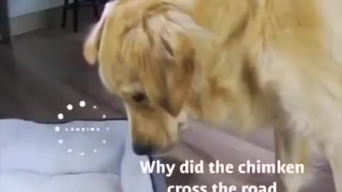 Funny Cute Golden Retriever Falls Asleep