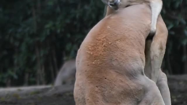 The kangaroo