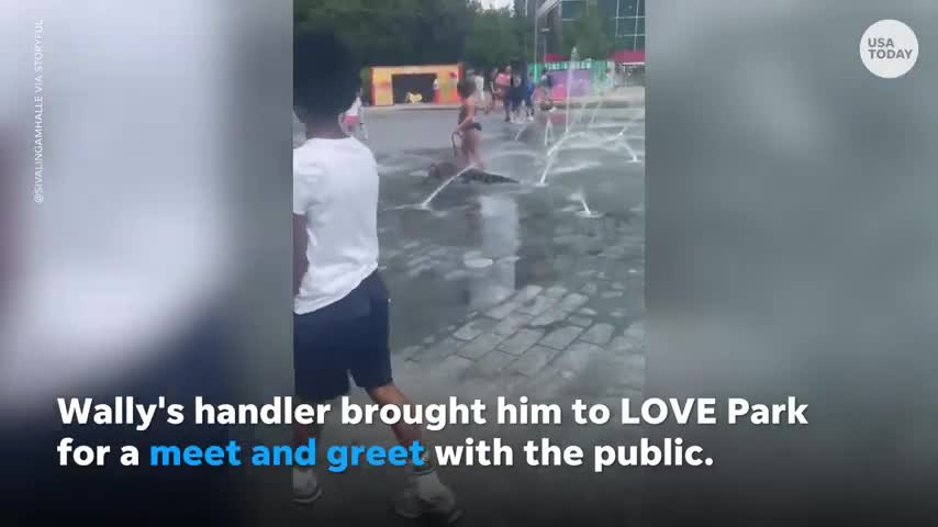 Man's emotional support alligator surprises park-goers in Philadelphia | USA TODAY