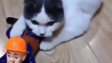 🐱‍👤😻This Funny, Cute And Smart Cat Wants To Be A SOLDIER! Viral Video 2021 ######