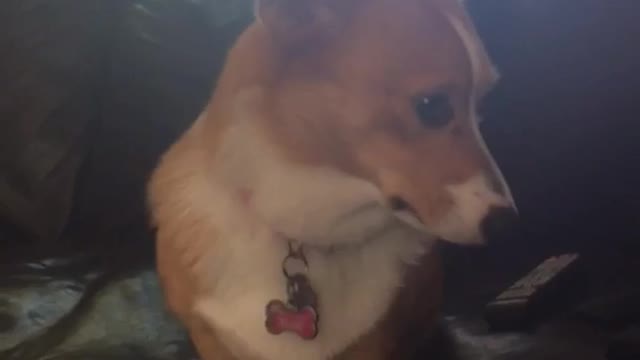 Tan corgi getting touched quickly and moving away