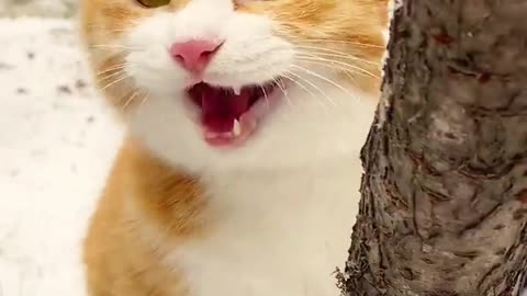 cute Funny Cat