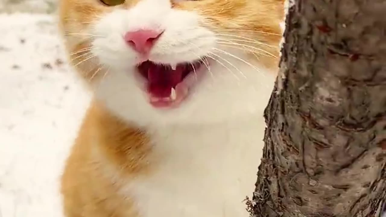 cute Funny Cat