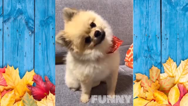 Funny pet's reaction video try not to laugh🤣shocking😱