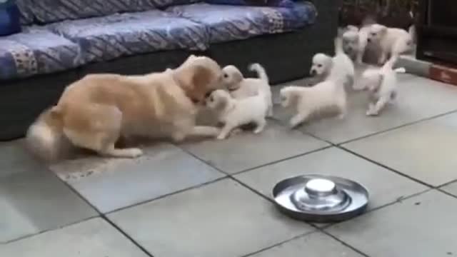 mother golden retriever, caring for her puppies!!!