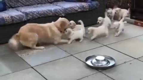 mother golden retriever, caring for her puppies!!!