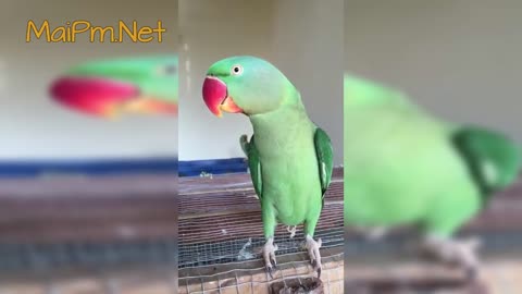 Funny Parrot - A Cute Funny Parrots Talking Videos Compilation --NEW HDp3