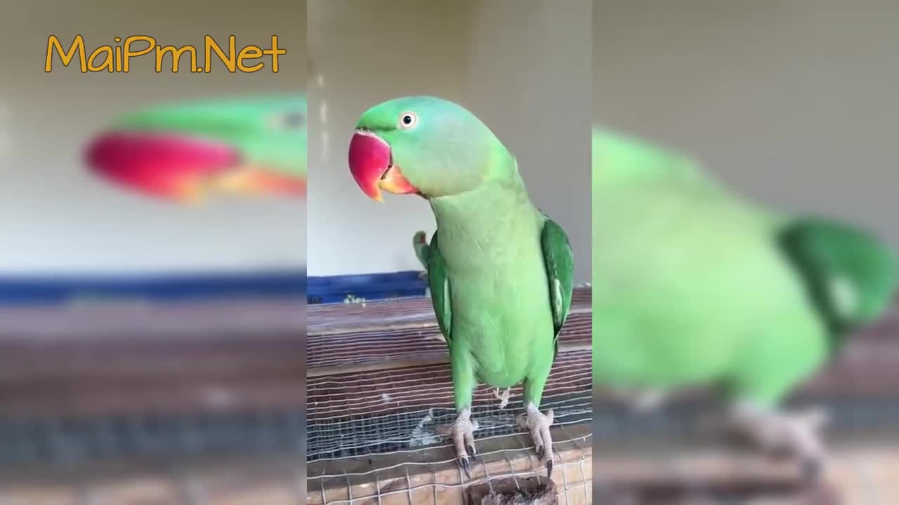 Funny Parrot - A Cute Funny Parrots Talking Videos Compilation --NEW HDp3