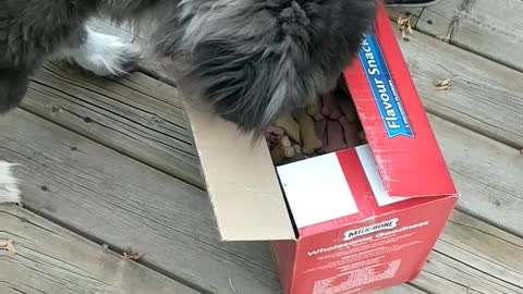 Grey dog sniffing and eating box of treats