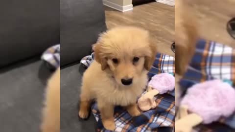 Puppy barking so cute