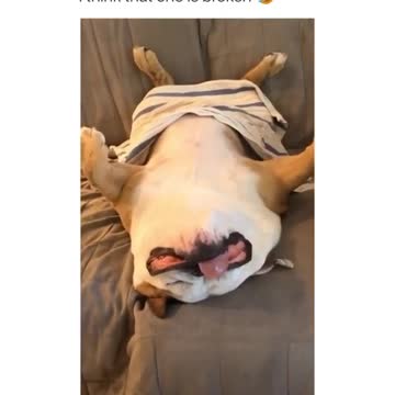 "Broken" bulldog lies on his back like a clown