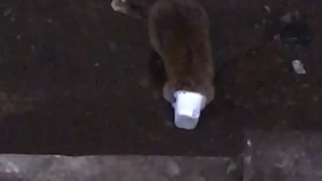 Rat eating white mcdoanlds sauce cup