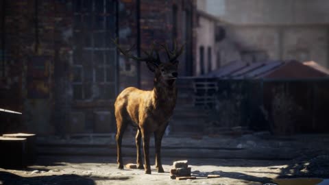 Wild deer rooming around the streets in abandoned city