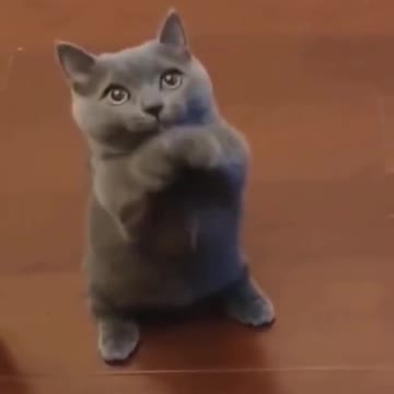 Funny Cat Video part 1 - Funny Cats - Cat dance - shorts video #shorts