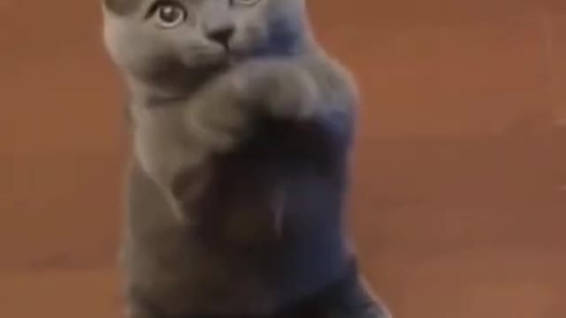 Funny Cat Video part 1 - Funny Cats - Cat dance - shorts video #shorts