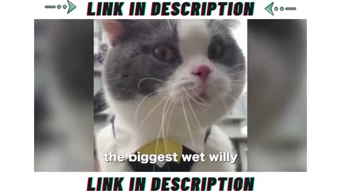 funny cat momments