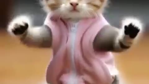 Funny Cat #funny cat #catlover