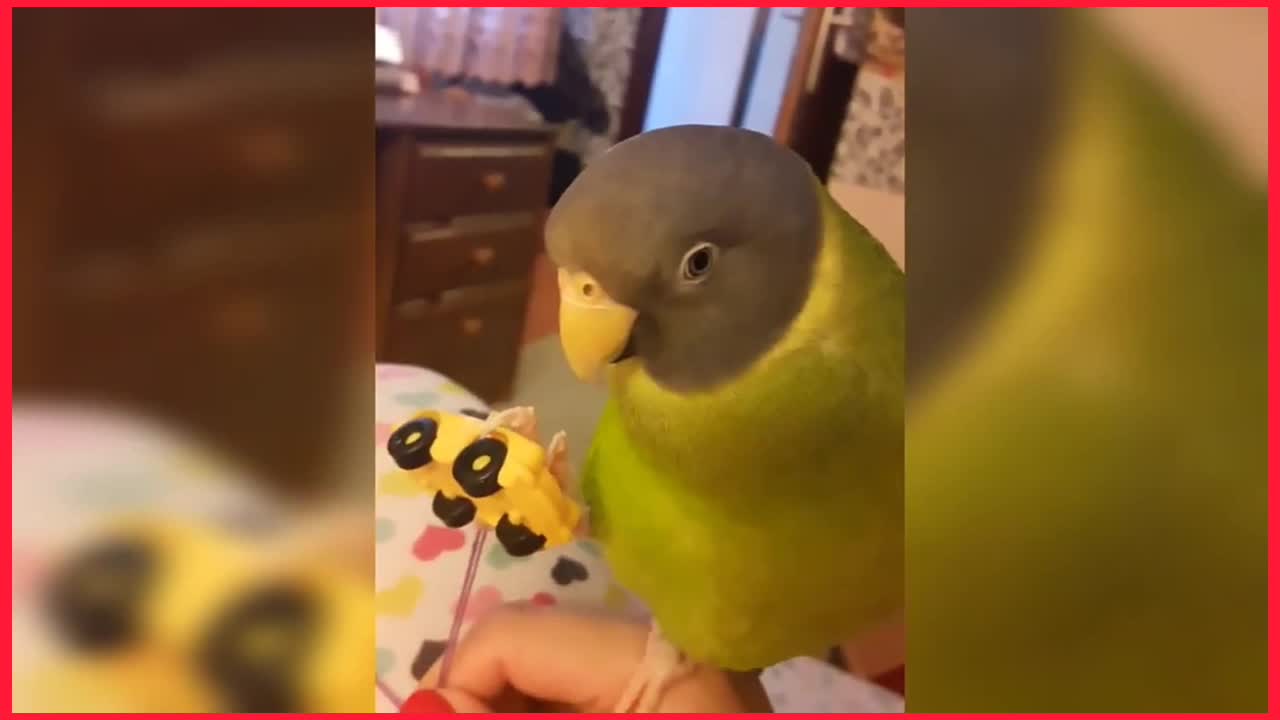 Parrot gets humorously angry after owner ruins his playtime