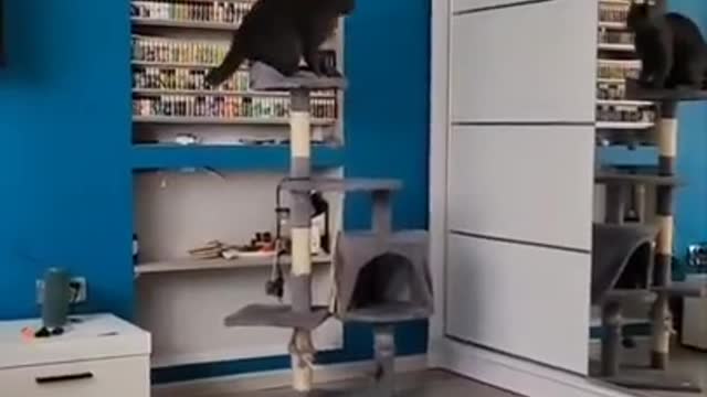 .Cats and dogs _ cats meowing _ cats funny videos #shorts