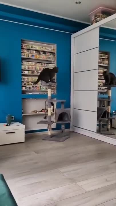 .Cats and dogs _ cats meowing _ cats funny videos #shorts