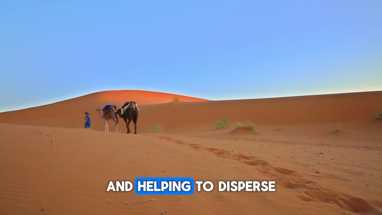 About Camels