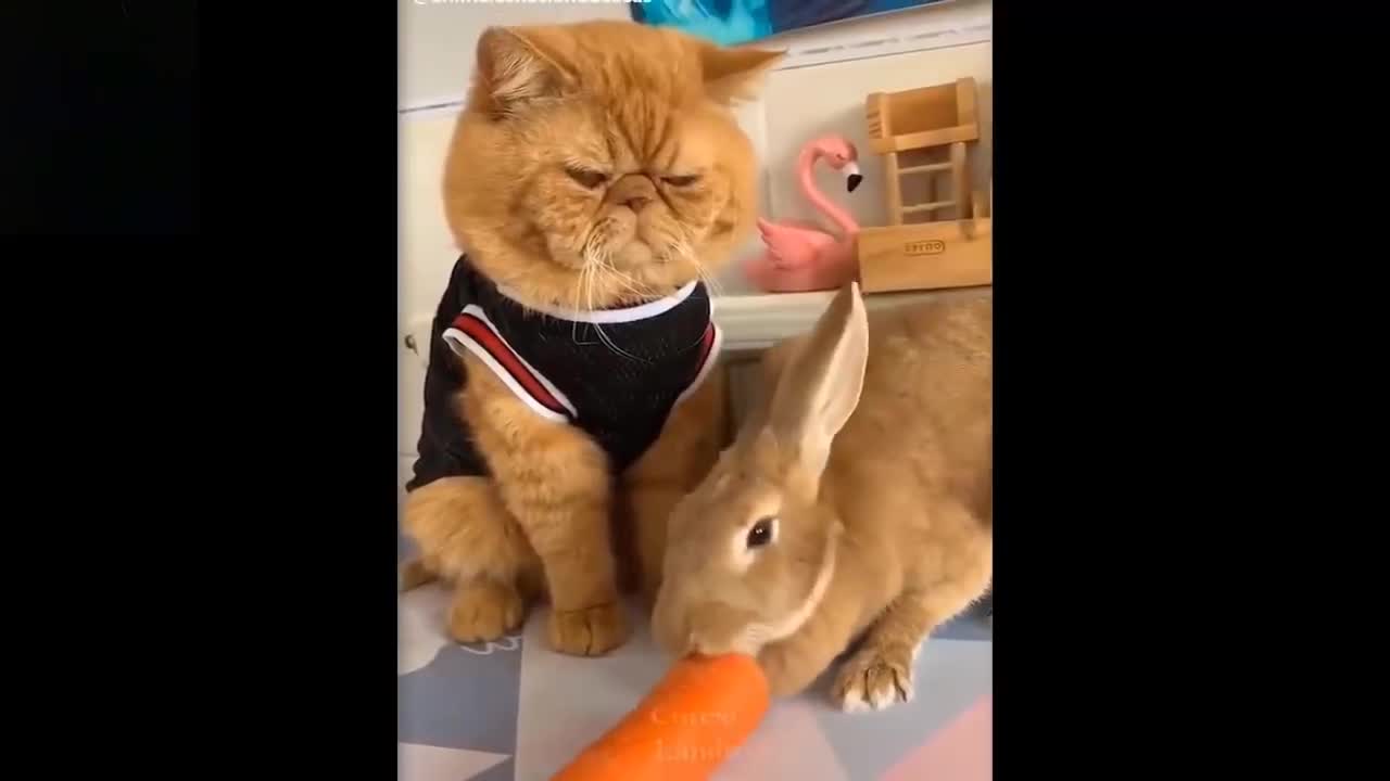 cutest animal videos